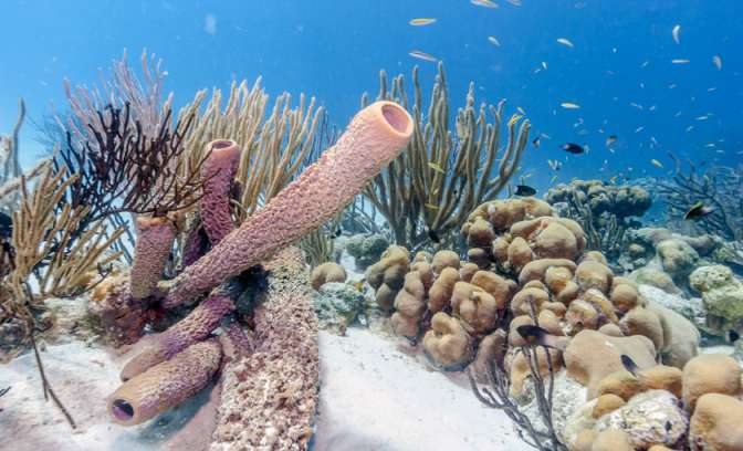 onderwaterwereld van Bonaire