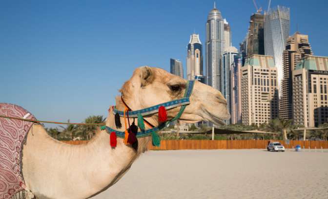 Downtown Dubai met een kameel