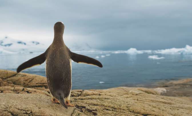 Pinguïn hoog op de rotsen