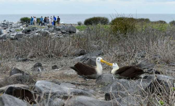 Vogels Galapagos