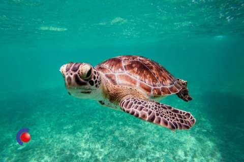 Schildpad in de zee bij de Caribbean